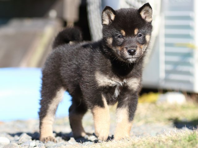 FP5A5395-puppy FP5A5395-puppy