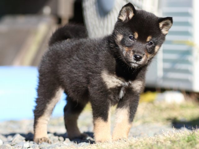 FP5A5397-puppy FP5A5397-puppy