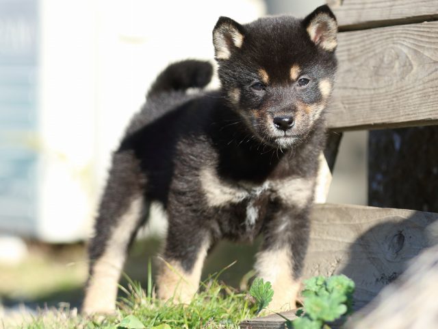 FP5A5436-puppy FP5A5436-puppy