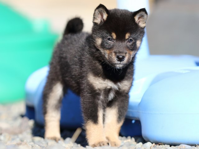 FP5A5455-puppy FP5A5455-puppy