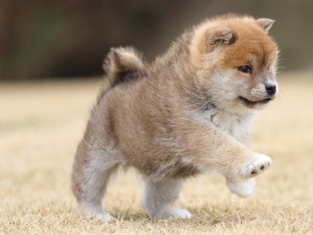FP5A6443-puppy FP5A6443-puppy