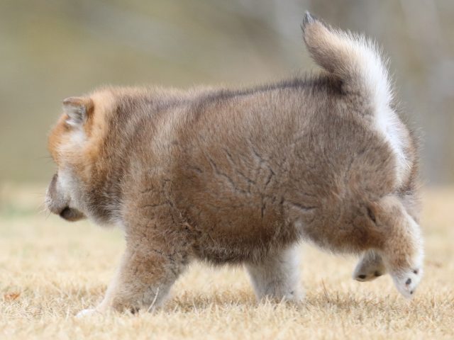 FP5A6461-puppy FP5A6461-puppy