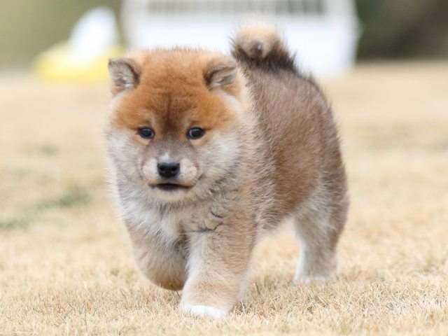 FP5A6473-puppy FP5A6473-puppy
