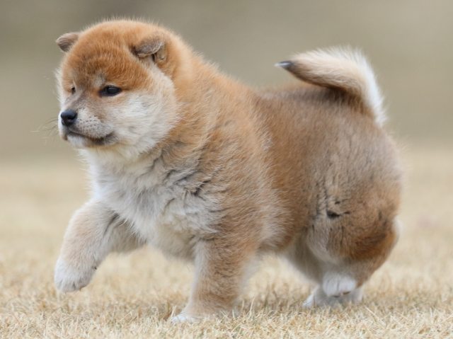 FP5A6507-puppy FP5A6507-puppy
