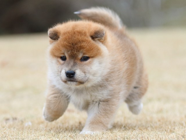 FP5A6513-puppy FP5A6513-puppy