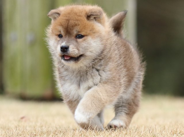 FP5A6562-puppy FP5A6562-puppy