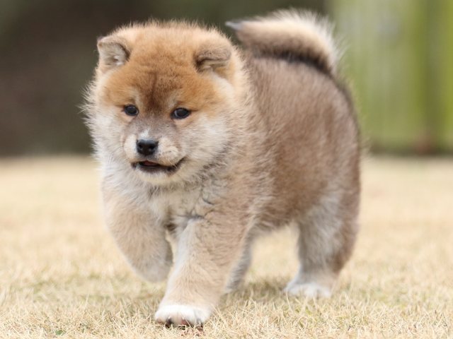 FP5A6565-puppy FP5A6565-puppy