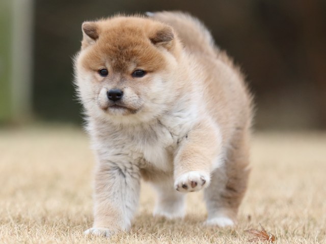 FP5A6584-puppy FP5A6584-puppy