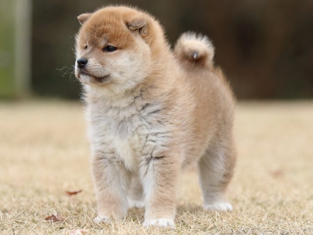 FP5A6593-puppy FP5A6593-puppy