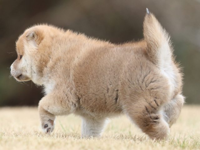 FP5A6606-puppy FP5A6606-puppy