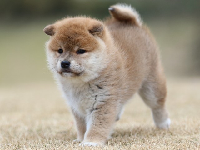 FP5A6659-puppy FP5A6659-puppy