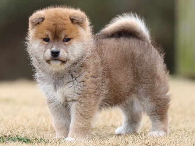 FP5A6706-puppy FP5A6706-puppy