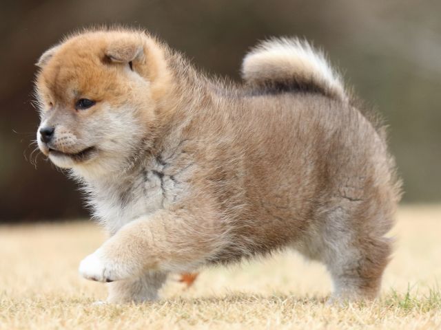 FP5A6719-puppy FP5A6719-puppy