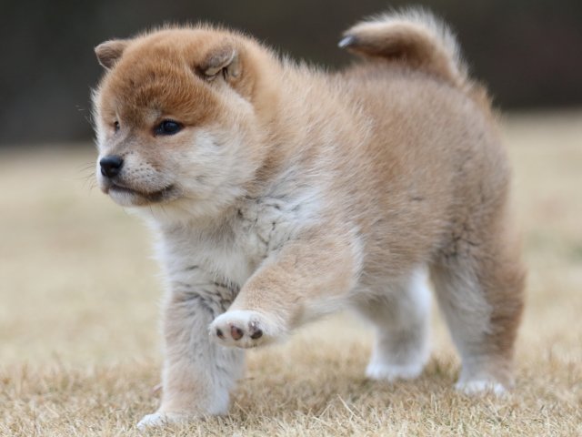 FP5A6732-puppy FP5A6732-puppy