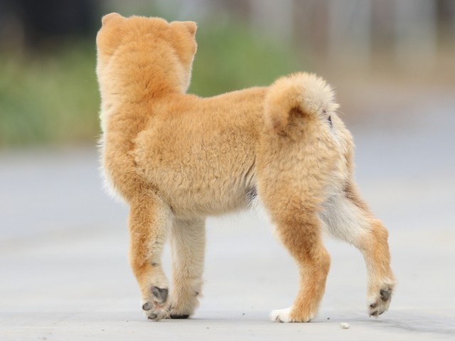 FP5A6803-puppy FP5A6803-puppy