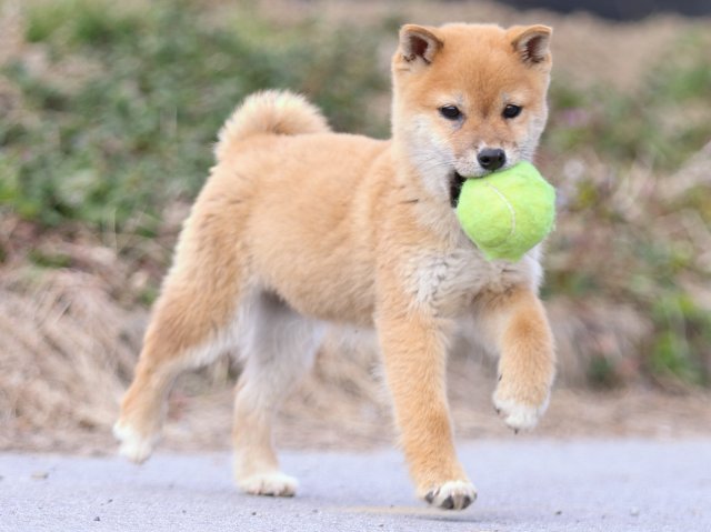 FP5A6810-puppy FP5A6810-puppy