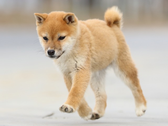 FP5A6838-puppy FP5A6838-puppy