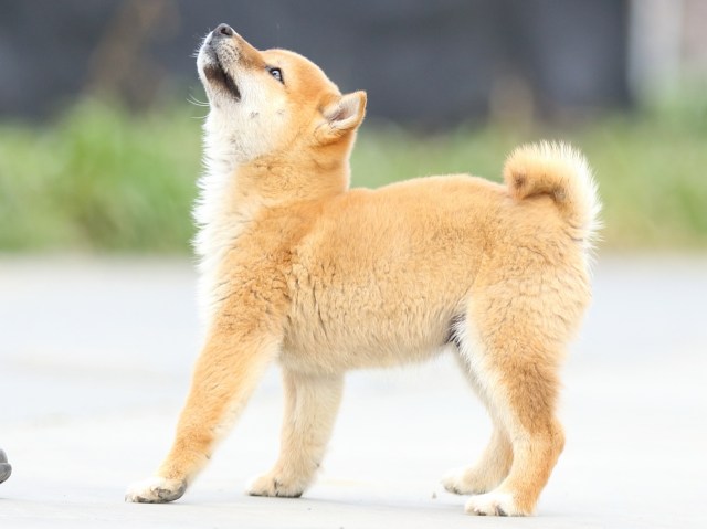 FP5A6852-puppy FP5A6852-puppy