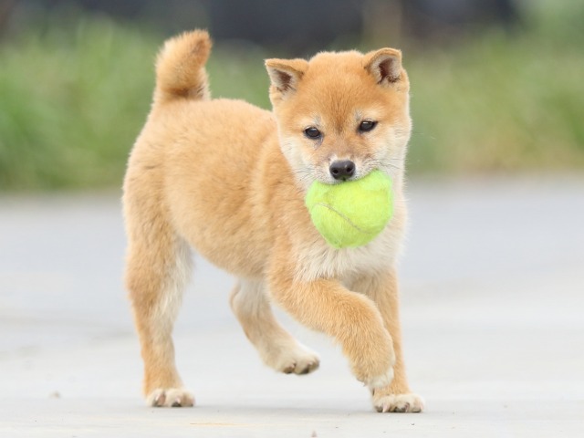 FP5A6867-puppy FP5A6867-puppy