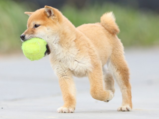 FP5A6877-puppy FP5A6877-puppy