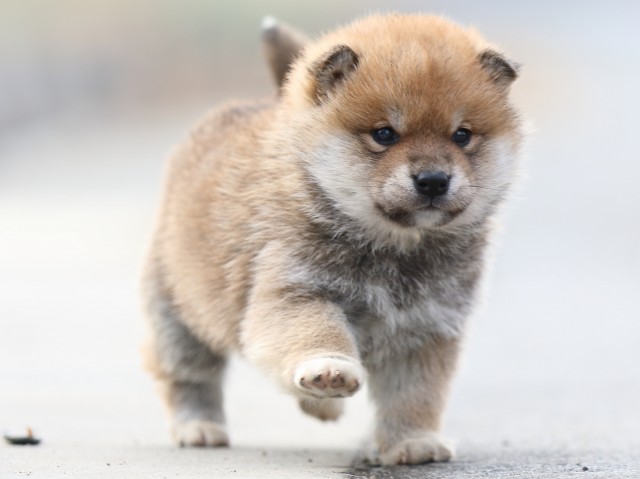 FP5A6879-puppy FP5A6879-puppy