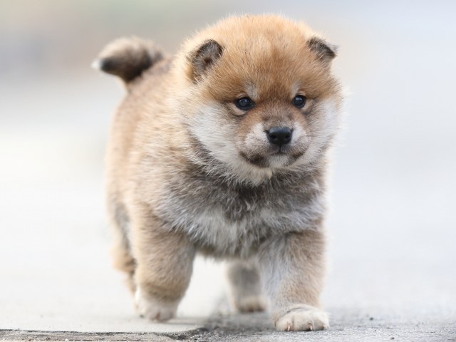 FP5A6882-puppy FP5A6882-puppy