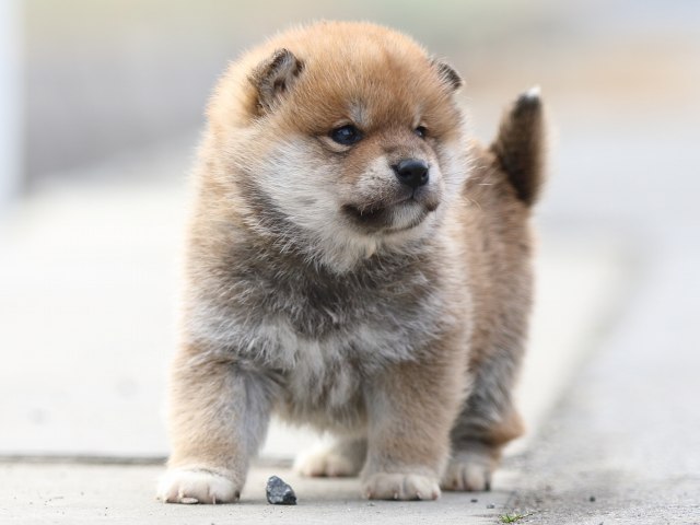 FP5A6888-puppy FP5A6888-puppy