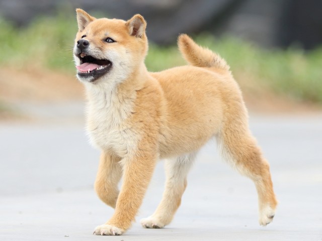 FP5A6889-puppy FP5A6889-puppy