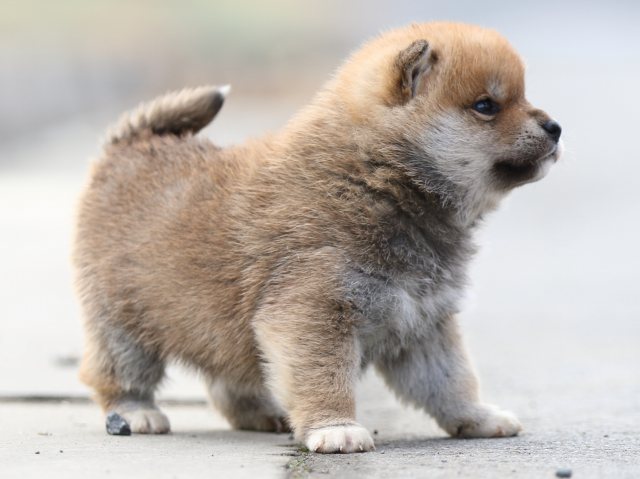 FP5A6894-puppy FP5A6894-puppy