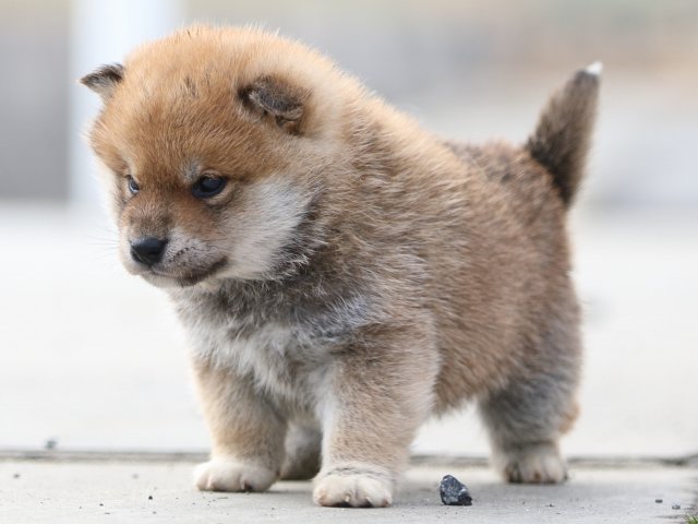 FP5A6898-puppy FP5A6898-puppy
