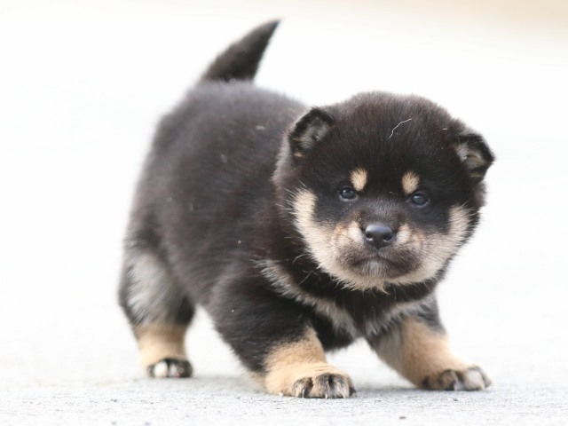 FP5A6938-puppy FP5A6938-puppy