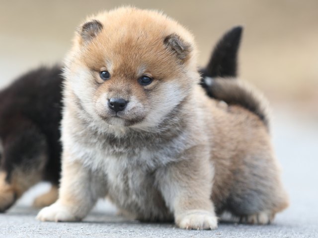 FP5A6953-puppy FP5A6953-puppy