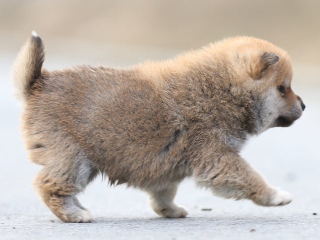FP5A6969-puppy FP5A6969-puppy