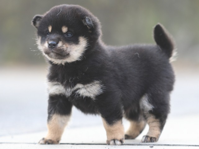 FP5A7000-puppy FP5A7000-puppy