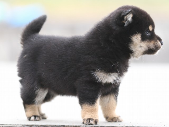 FP5A7021-puppy FP5A7021-puppy