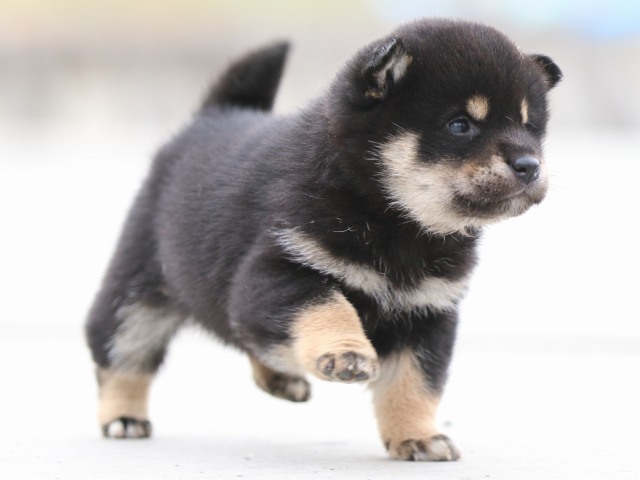FP5A7039-puppy FP5A7039-puppy