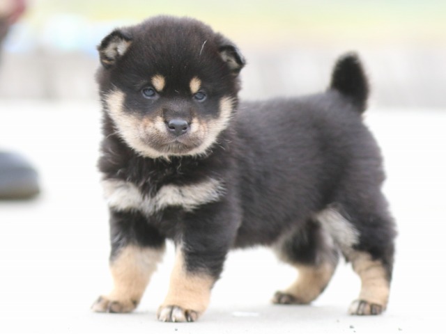 FP5A7051-puppy FP5A7051-puppy