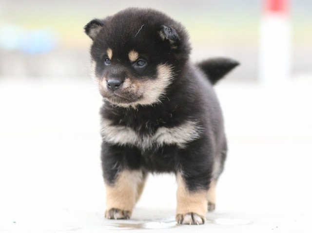 FP5A7056-puppy FP5A7056-puppy