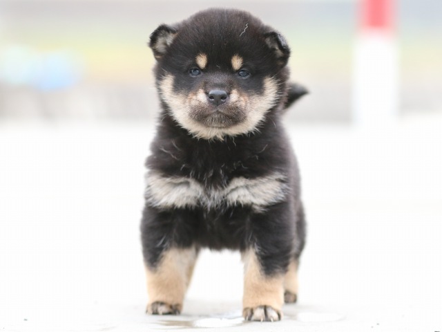FP5A7060-puppy FP5A7060-puppy