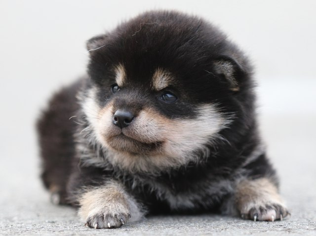 FP5A7112-puppy FP5A7112-puppy