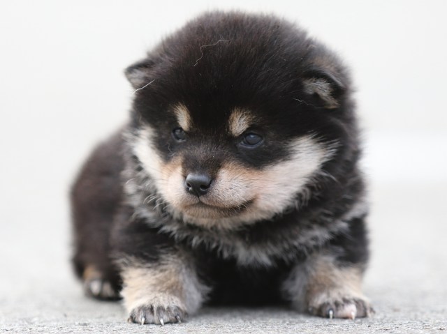 FP5A7117-puppy FP5A7117-puppy