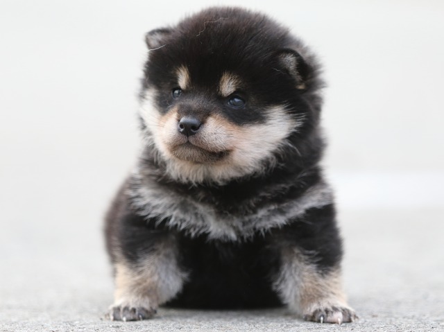 FP5A7119-puppy FP5A7119-puppy