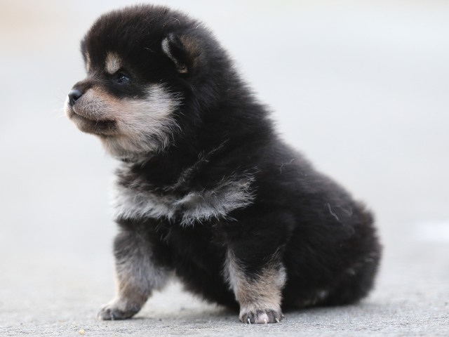 FP5A7138-puppy FP5A7138-puppy