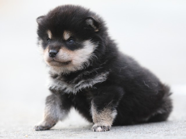 FP5A7140-puppy FP5A7140-puppy