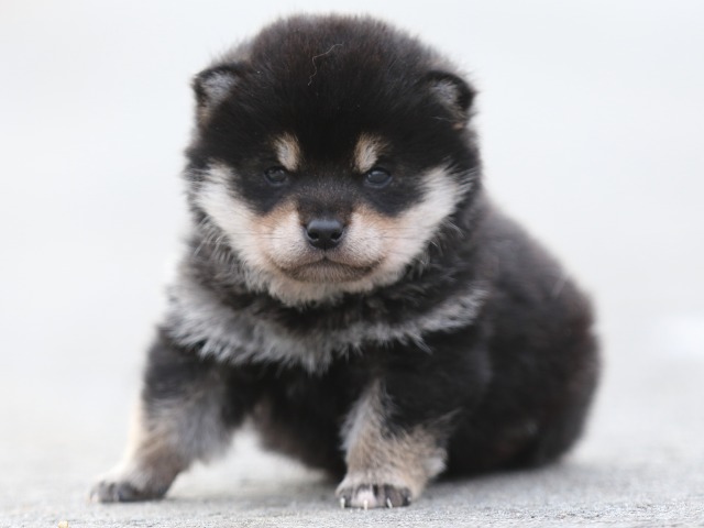 FP5A7148-puppy FP5A7148-puppy