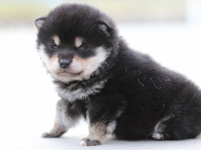 FP5A7161-puppy FP5A7161-puppy