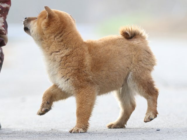 FP5A7188-puppy FP5A7188-puppy