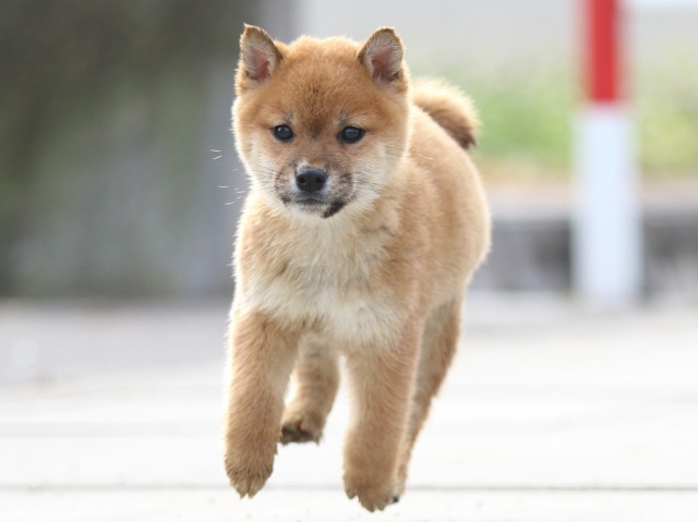 FP5A7193-puppy FP5A7193-puppy