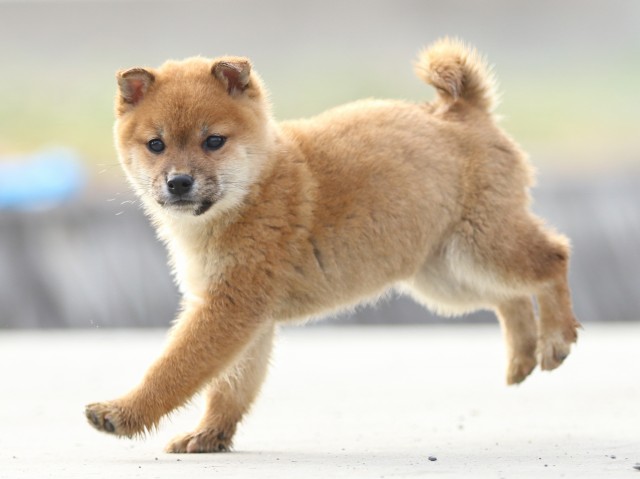 FP5A7213-puppy FP5A7213-puppy