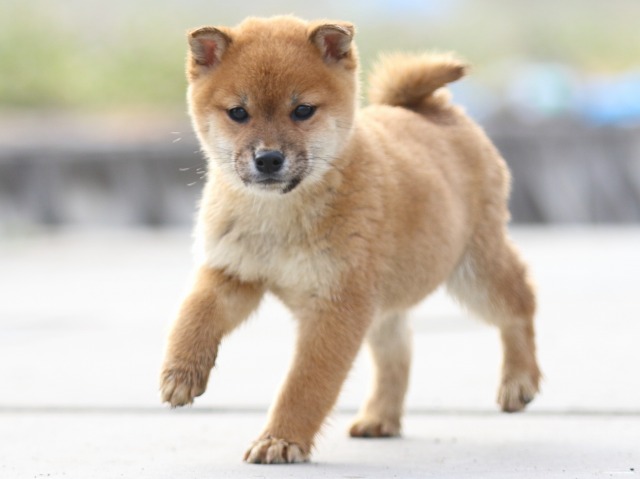 FP5A7287-puppy FP5A7287-puppy